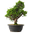 Juniperus chinensis Itoigawa, 35 cm, ± 15 jaar oud