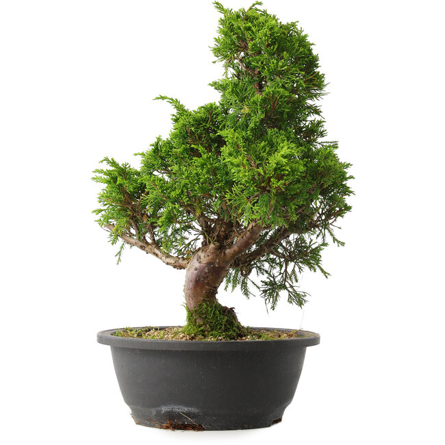 Juniperus chinensis Itoigawa, 35 cm, ± 15 ans