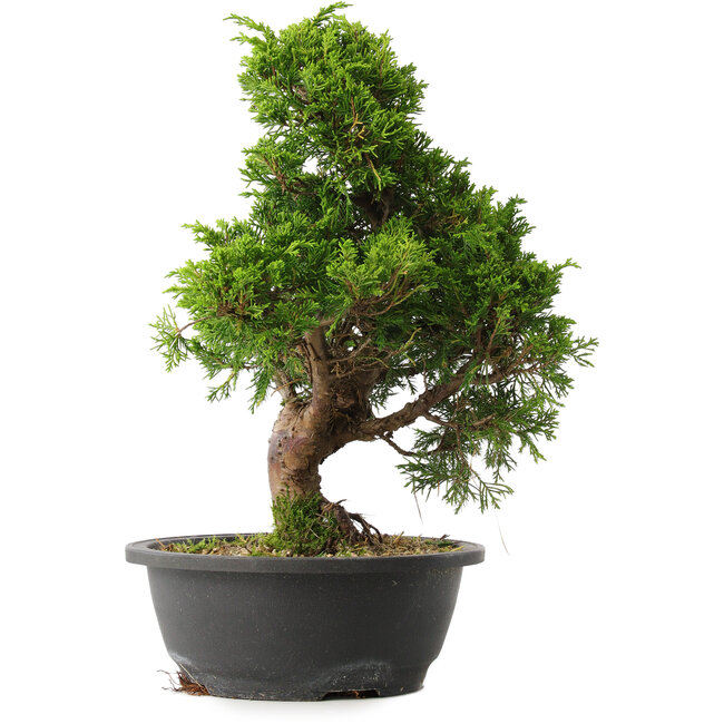 Juniperus chinensis Itoigawa, 35 cm, ± 15 ans
