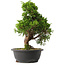 Juniperus chinensis Itoigawa, 35 cm, ± 15 anni