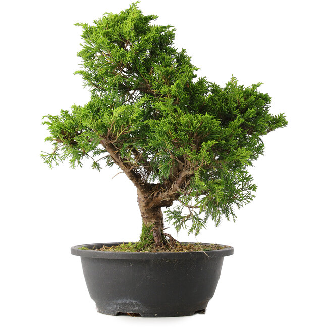 Juniperus chinensis Itoigawa, 35 cm, ± 15 Jahre alt
