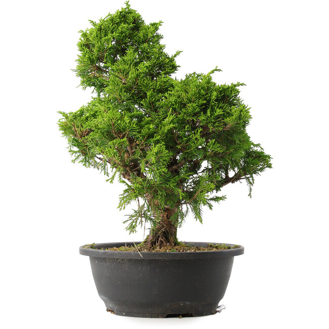 Juniperus chinensis Itoigawa, 35 cm, ± 15 years old