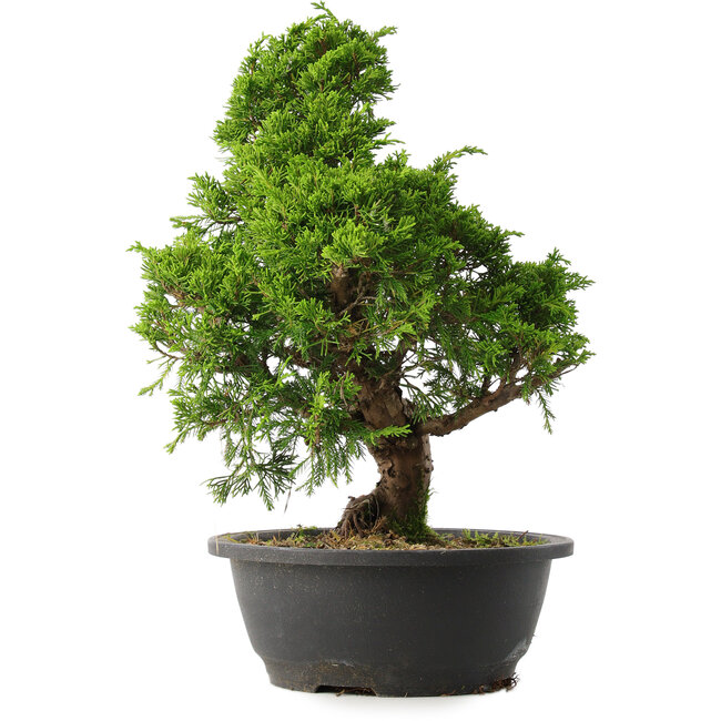 Juniperus chinensis Itoigawa, 35 cm, ± 15 Jahre alt