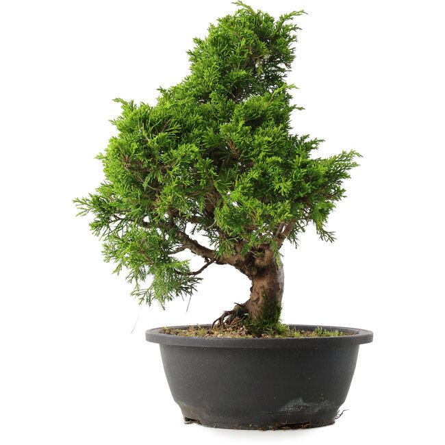 Juniperus chinensis Itoigawa, 35 cm, ± 15 años