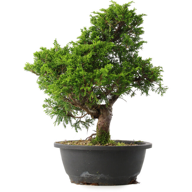 Juniperus chinensis Itoigawa, 35 cm, ± 15 Jahre alt