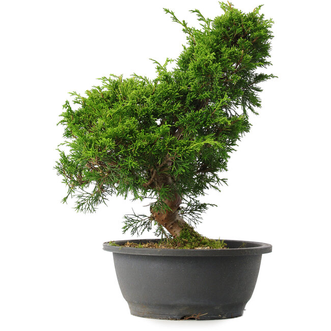 Juniperus chinensis Itoigawa, 34 cm, ± 15 jaar oud