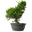 Juniperus chinensis Itoigawa, 34 cm, ± 15 jaar oud