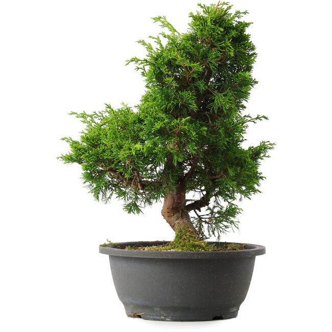 Juniperus chinensis Itoigawa, 34 cm, ± 15 Jahre alt