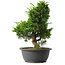 Juniperus chinensis Itoigawa, 34 cm, ± 15 jaar oud