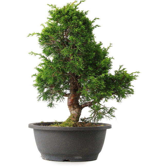 Juniperus chinensis Itoigawa, 34 cm, ± 15 años