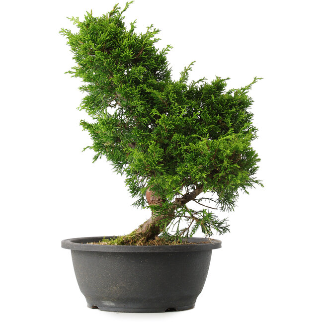 Juniperus chinensis Itoigawa, 34 cm, ± 15 jaar oud
