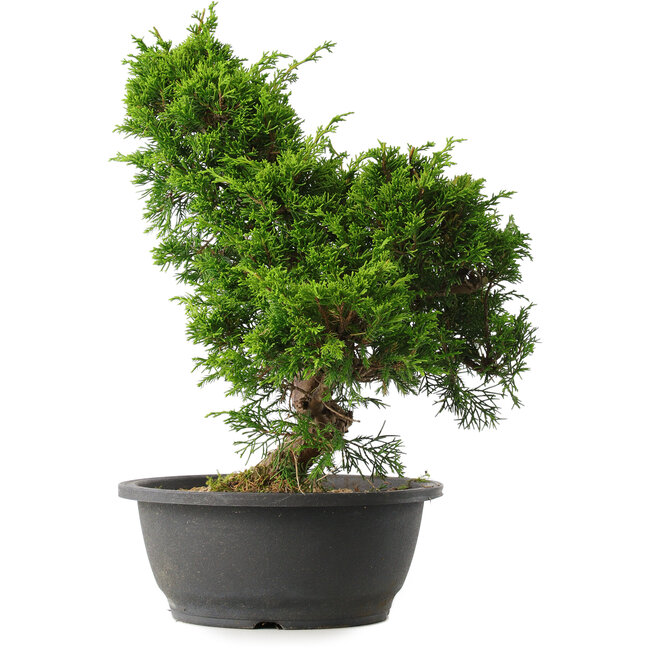 Juniperus chinensis Itoigawa, 34 cm, ± 15 years old