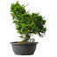 Juniperus chinensis Itoigawa, 34 cm, ± 15 jaar oud