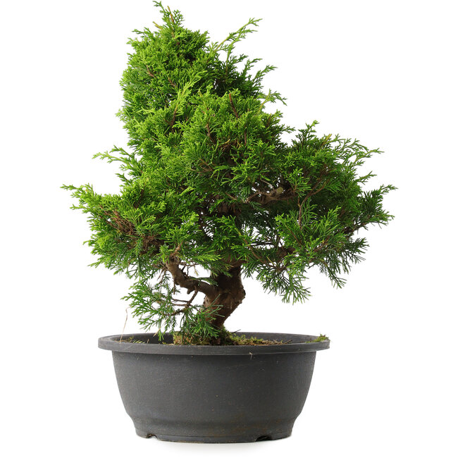 Juniperus chinensis Itoigawa, 34 cm, ± 15 years old
