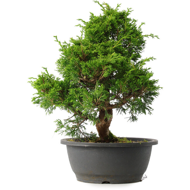 Juniperus chinensis Itoigawa, 34 cm, ± 15 Jahre alt