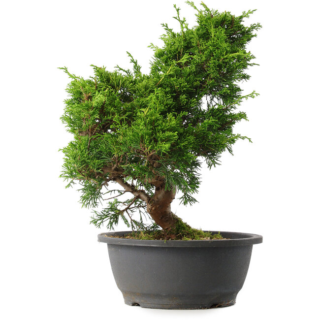Juniperus chinensis Itoigawa, 34 cm, ± 15 ans