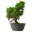 Juniperus chinensis Itoigawa, 34 cm, ± 15 jaar oud