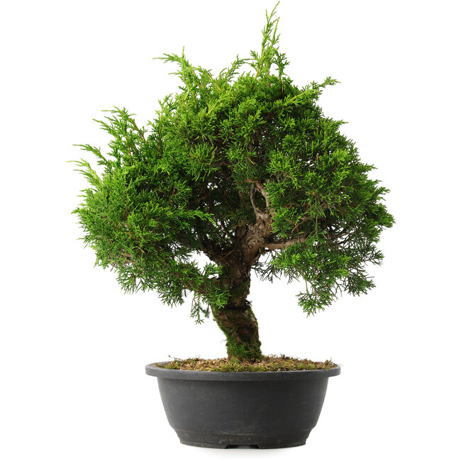 Juniperus chinensis Itoigawa, 35 cm, ± 15 jaar oud