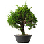 Juniperus chinensis Itoigawa, 35 cm, ± 15 jaar oud