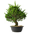 Juniperus chinensis Itoigawa, 35 cm, ± 15 jaar oud