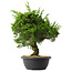Juniperus chinensis Itoigawa, 35 cm, ± 15 jaar oud