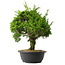 Juniperus chinensis Itoigawa, 35 cm, ± 15 jaar oud