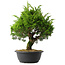 Juniperus chinensis Itoigawa, 35 cm, ± 15 jaar oud
