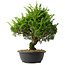 Juniperus chinensis Itoigawa, 35 cm, ± 15 jaar oud