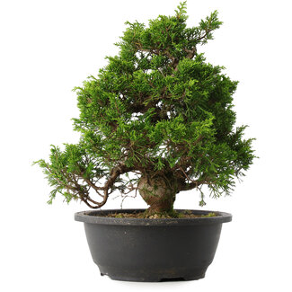 Juniperus chinensis Itoigawa, 30 cm, ± 15 jaar oud