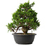 Juniperus chinensis Itoigawa, 30 cm, ± 15 años