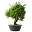 Juniperus chinensis Itoigawa, 35 cm, ± 15 jaar oud