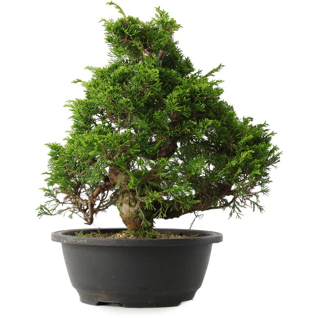 Juniperus chinensis Itoigawa, 30 cm, ± 15 jaar oud
