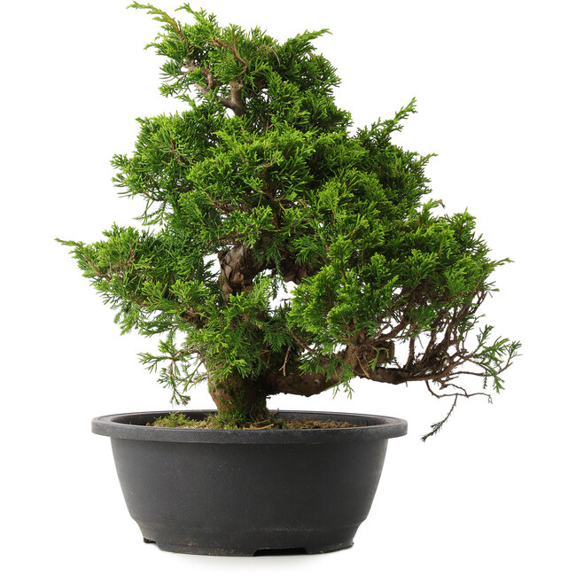 Juniperus chinensis Itoigawa, 30 cm, ± 15 años