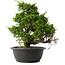 Juniperus chinensis Itoigawa, 30 cm, ± 15 jaar oud