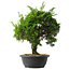 Juniperus chinensis Itoigawa, 35 cm, ± 15 jaar oud