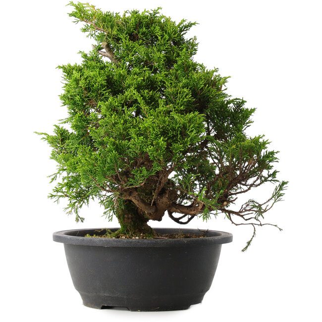 Juniperus chinensis Itoigawa, 30 cm, ± 15 jaar oud