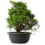 Juniperus chinensis Itoigawa, 30 cm, ± 15 jaar oud