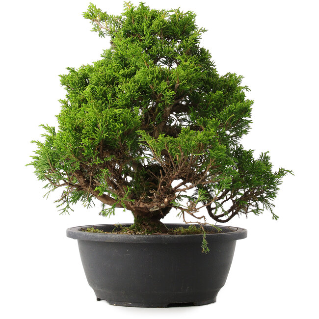Juniperus chinensis Itoigawa, 30 cm, ± 15 years old