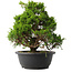 Juniperus chinensis Itoigawa, 30 cm, ± 15 años