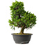 Juniperus chinensis Itoigawa, 30,5 cm, ± 15 jaar oud