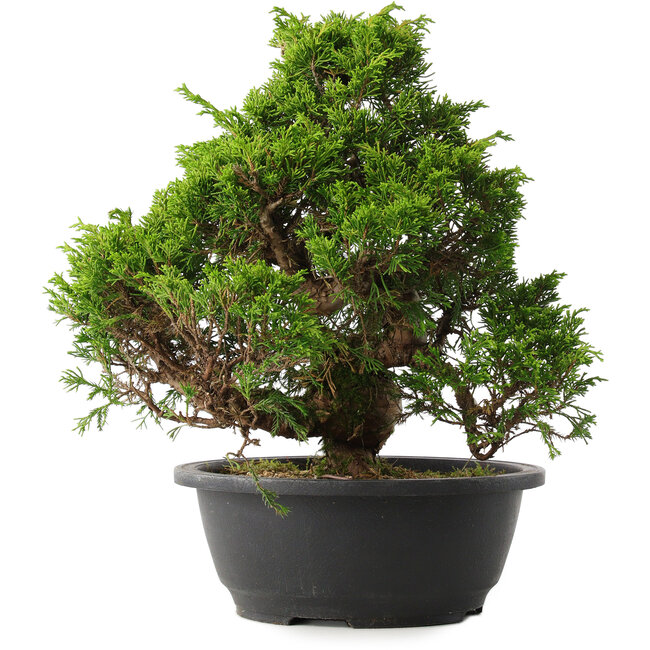 Juniperus chinensis Itoigawa, 30 cm, ± 15 jaar oud