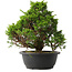 Juniperus chinensis Itoigawa, 30 cm, ± 15 años