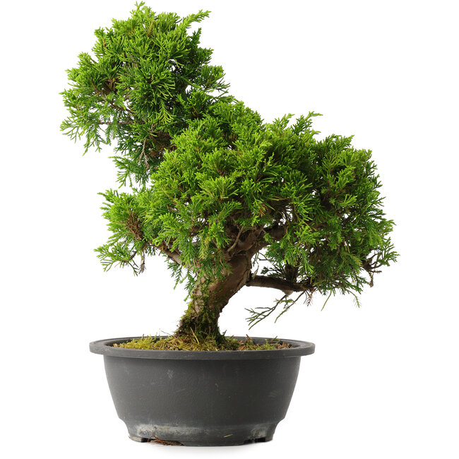 Juniperus chinensis Itoigawa, 30,5 cm, ± 15 ans