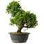 Juniperus chinensis Itoigawa, 30,5 cm, ± 15 años
