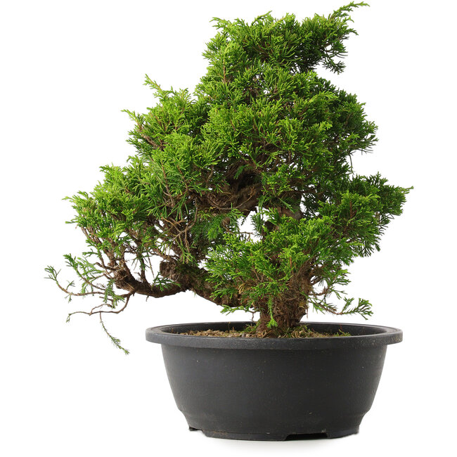 Juniperus chinensis Itoigawa, 30 cm, ± 15 years old