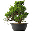 Juniperus chinensis Itoigawa, 30 cm, ± 15 jaar oud