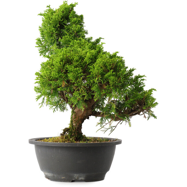 Juniperus chinensis Itoigawa, 30,5 cm, ± 15 ans