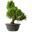 Juniperus chinensis Itoigawa, 30,5 cm, ± 15 jaar oud