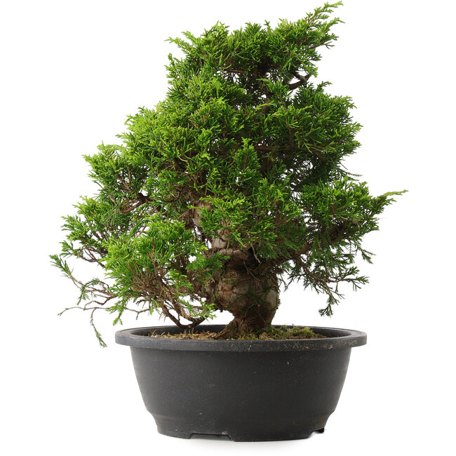 Juniperus chinensis Itoigawa, 30 cm, ± 15 años