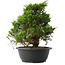 Juniperus chinensis Itoigawa, 30 cm, ± 15 años